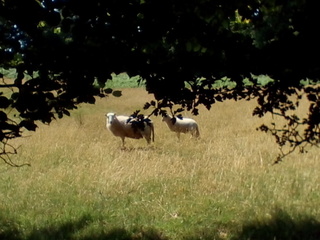 sheep.jpg